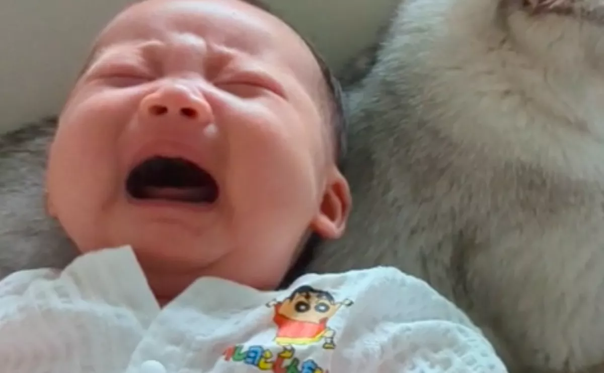 Nem tudta megnyugtatni a babát az apa: amikor rátette a macskára, meglepő dolog történt - Videó