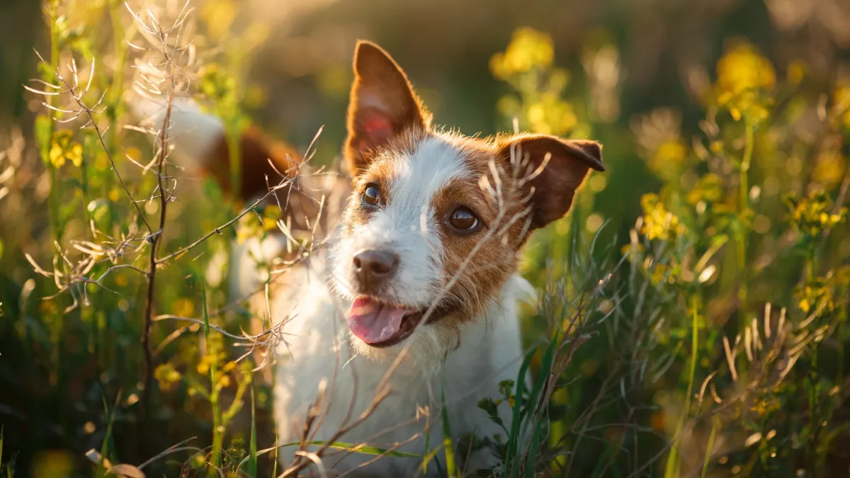Ez a világ 5 leghűségesebb kutyafaja - Jó választás mind