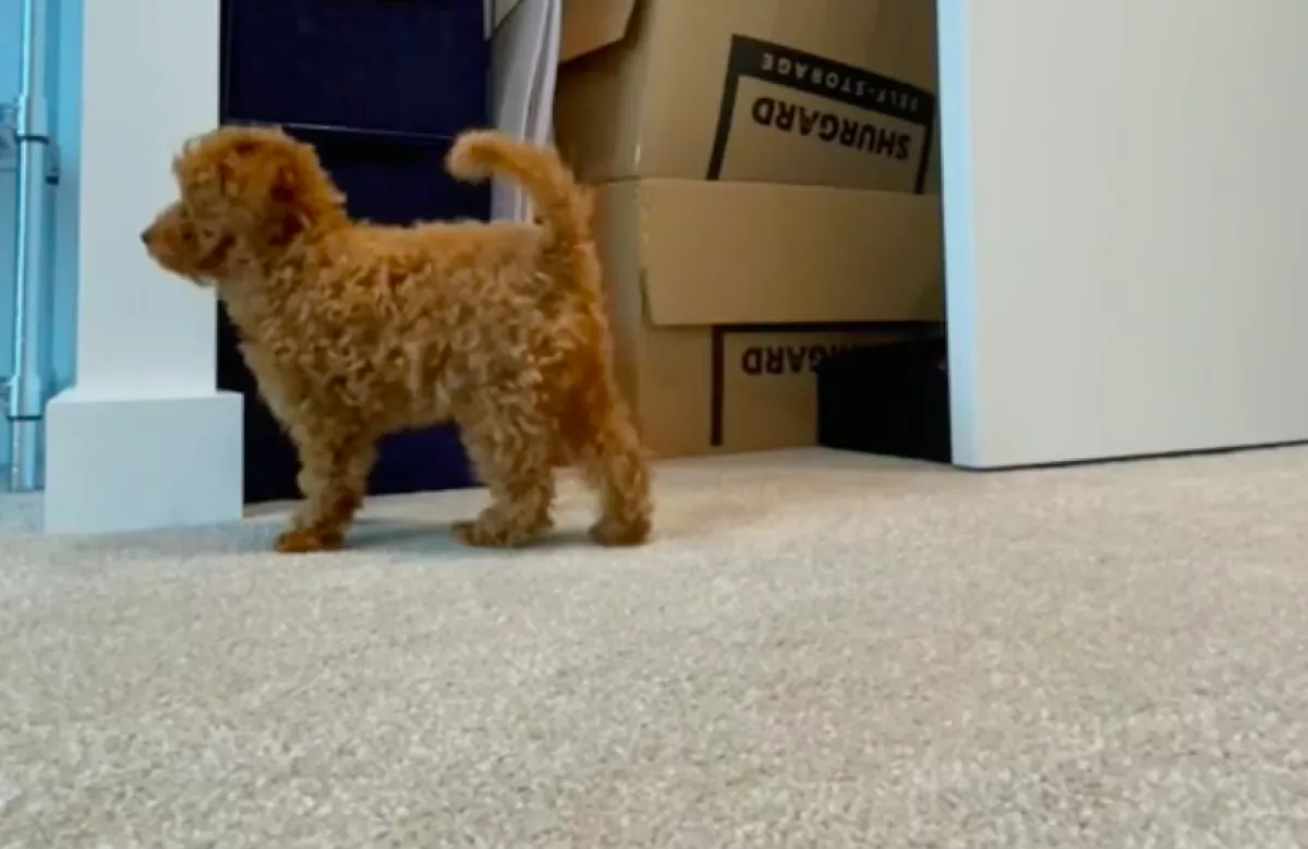 Azt hitte a nő, hiányozni fog a kutyának, ha elmegy otthonról: a kamera mást mutatott - Videó