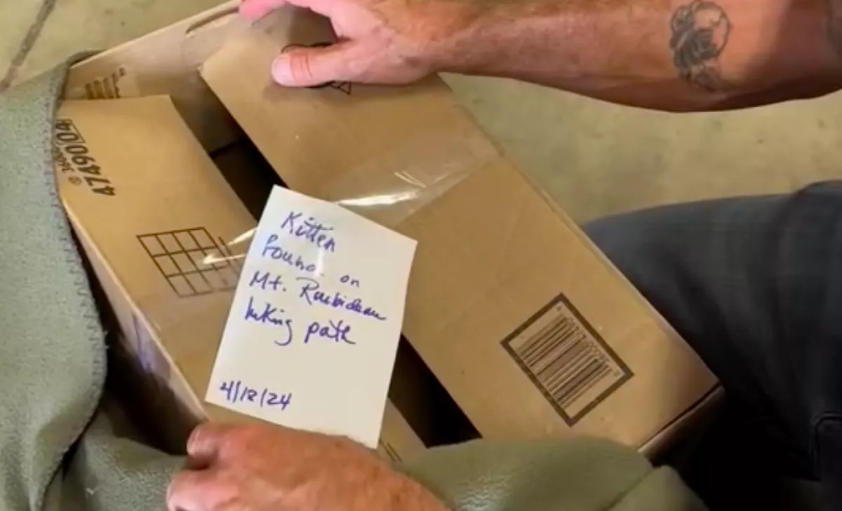 Azt hitte az állatvédő, egy mentett cicát kapott: amikor meglátta, elállt a lélegzete - Videó