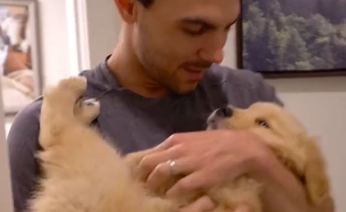 A golden retriever kölyök fél a fürdéstői: amit a gazdija csinál milliókat hat meg - Videó