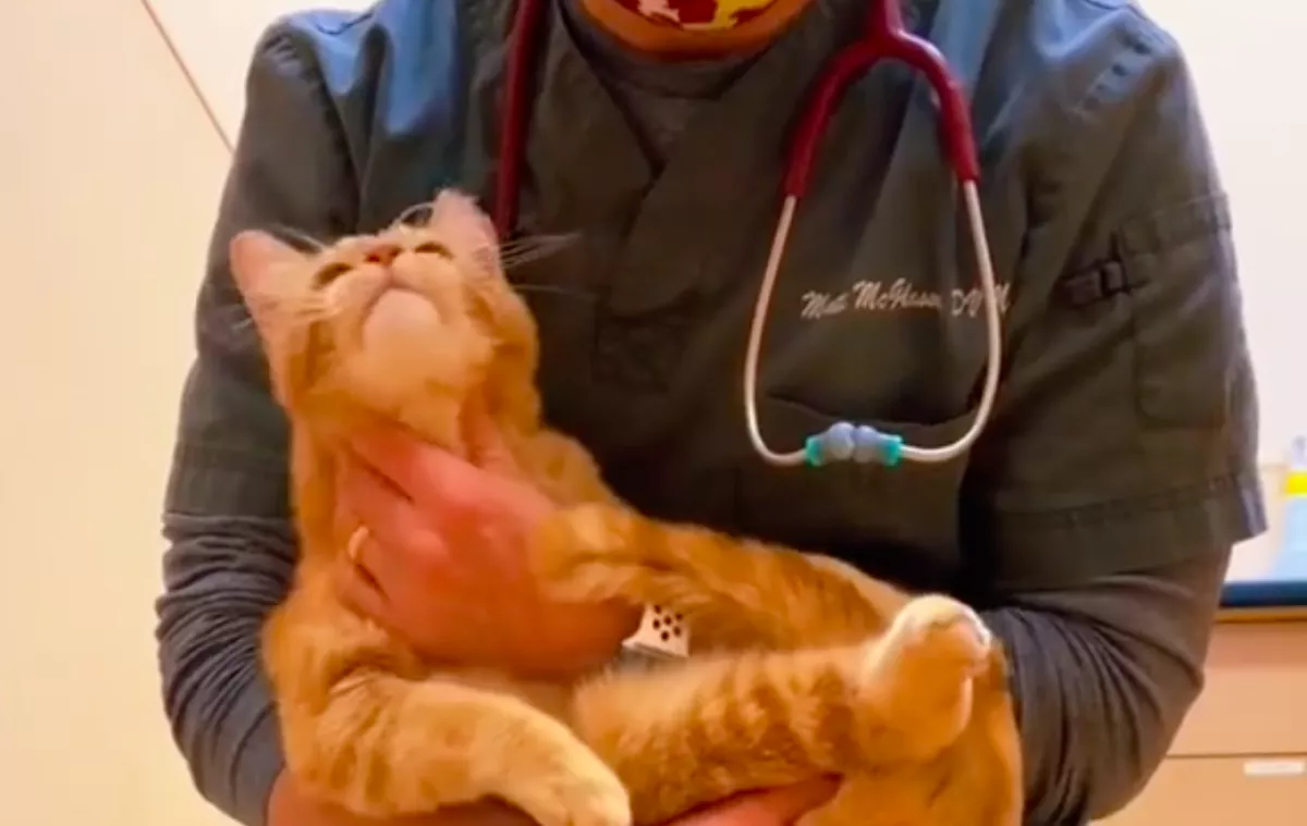 El kell altatnia a sérült macskát az orvosnak: a reakciója szívszorító - Videó