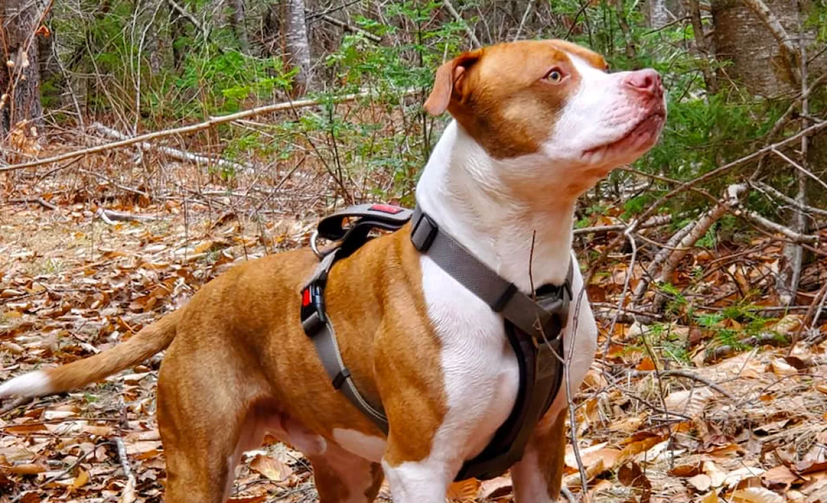 Mint az őrült, kezdett hirtelen ugatni a pitbull: amikor a gazdi megnézte, kitört a pánik