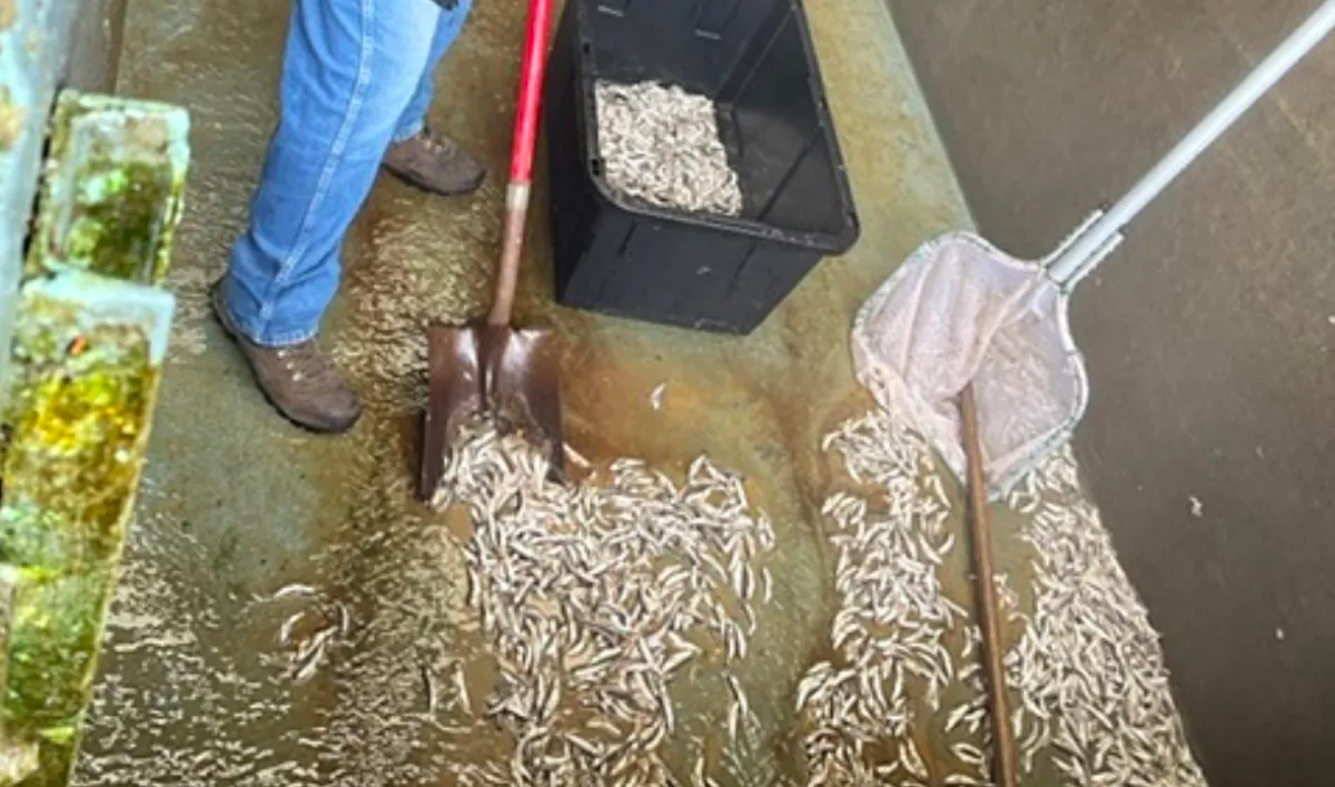 17 890 lazacot ölt meg a 20 éves srác: brutális büntetés lebeg a feje felett - Fotók