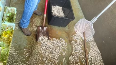 17 890 lazacot ölt meg a 20 éves srác: brutális büntetés lebeg a feje felett - Fotók