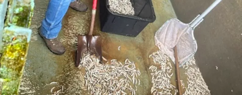 17 890 lazacot ölt meg a 20 éves srác: brutális büntetés lebeg a feje felett - Fotók