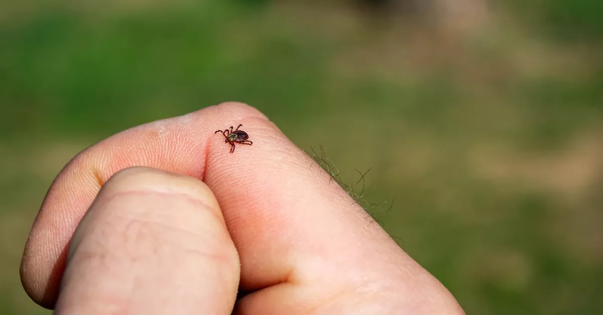 Halálos vírust hoz Európába a "horrorkullancs" - Magyarországon is megjelent - Fotók