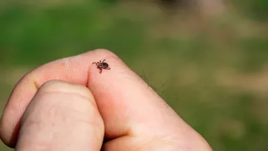 Halálos vírust hoz Európába a "horrorkullancs" - Magyarországon is megjelent - Fotók