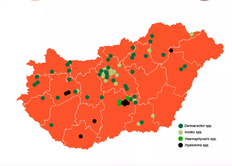 kullancs, veszély, krími-kongói láz, fertőzés, 