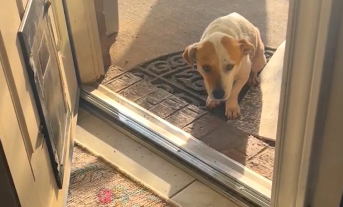 A félelem miatt nem mert bemenni a kutyus az új otthonába: aztán megolvadnak a szívek - Videó