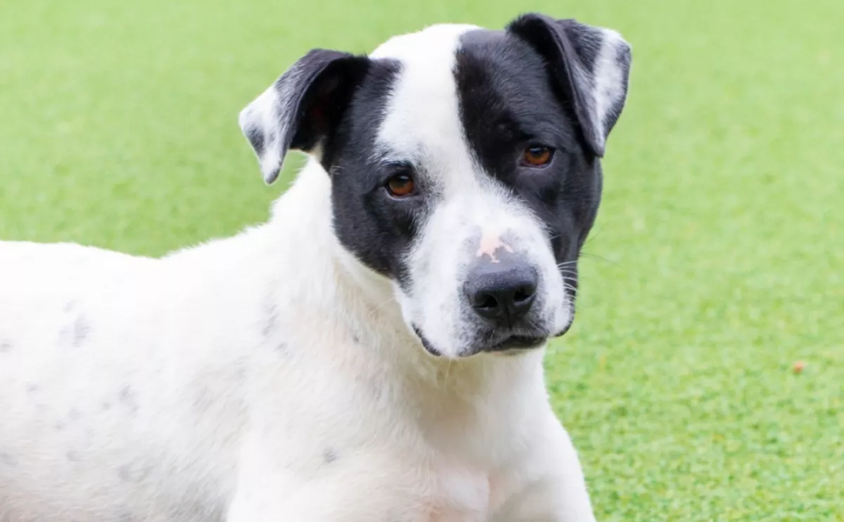 Búcsúlevelet írtak a kutyának a gyerekek, mielőtt a beadták menhelyre: könnyekig hatja meg a világot - Fotók