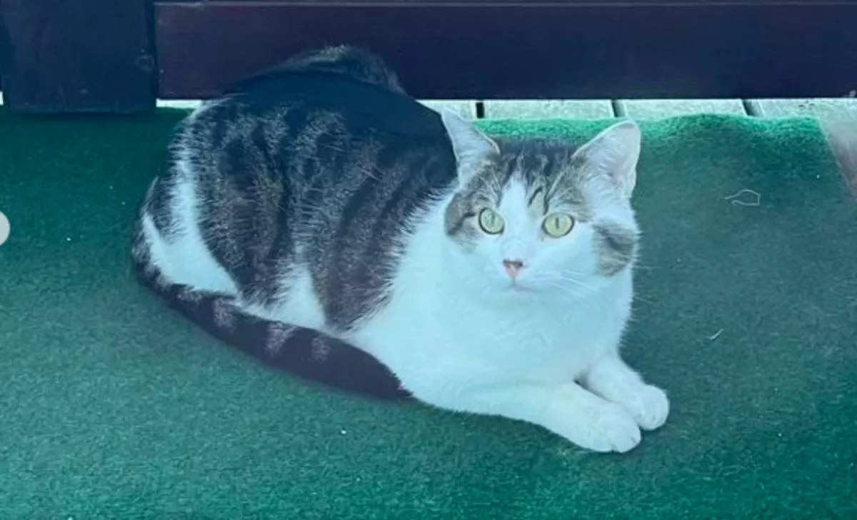 Macskatámadás a fővárosban: súlyosan megsérült egy osztrák nő - Fotók