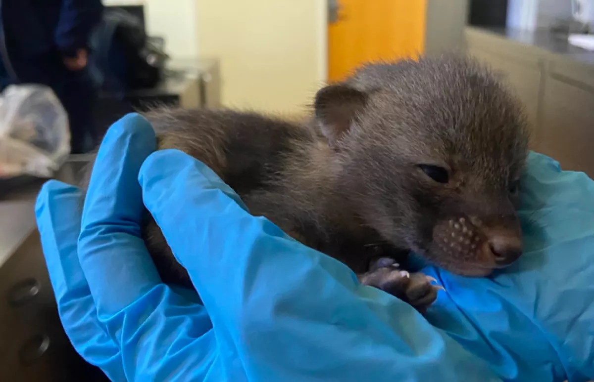 Furcsa kölyköket talált a túrázó az erdőben: amikor bevitte egy menhelyre, kiderült, óriási hibát vétett - Fotók