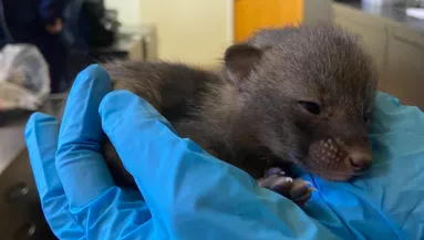 Furcsa kölyköket talált a túrázó az erdőben: amikor bevitte egy menhelyre, kiderült, óriási hibát vétett - Fotók