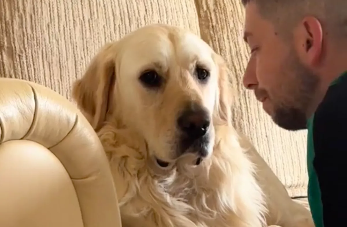 Nélküle ment nyaralni a gazdi: a golden retriever reakciója Jászai Mari díjat érne - Videó