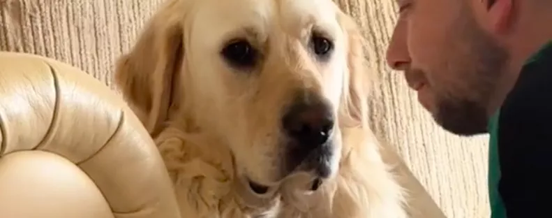 Nélküle ment nyaralni a gazdi: a golden retriever reakciója Jászai Mari díjat érne - Videó