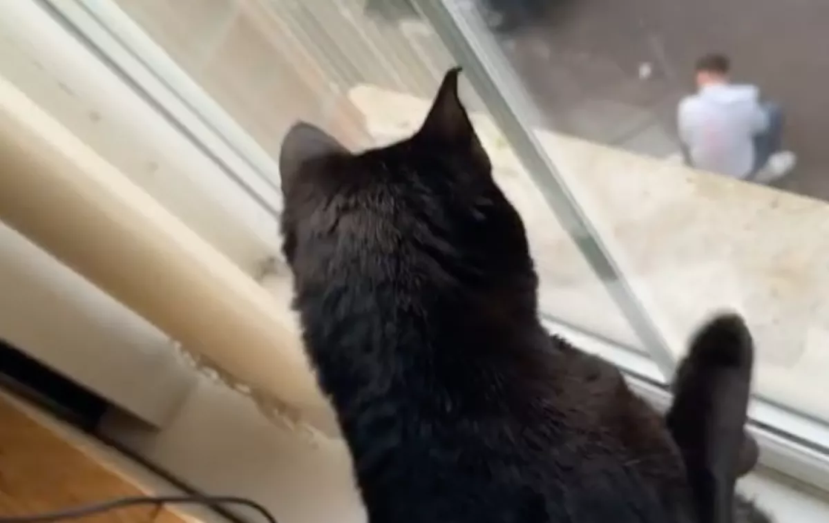 Felháborodott a macska, amikor rájött: mit csinál a gazdája az utcán - Videó