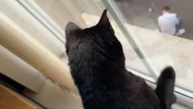 Felháborodott a macska, amikor rájött: mit csinál a gazdája az utcán - Videó