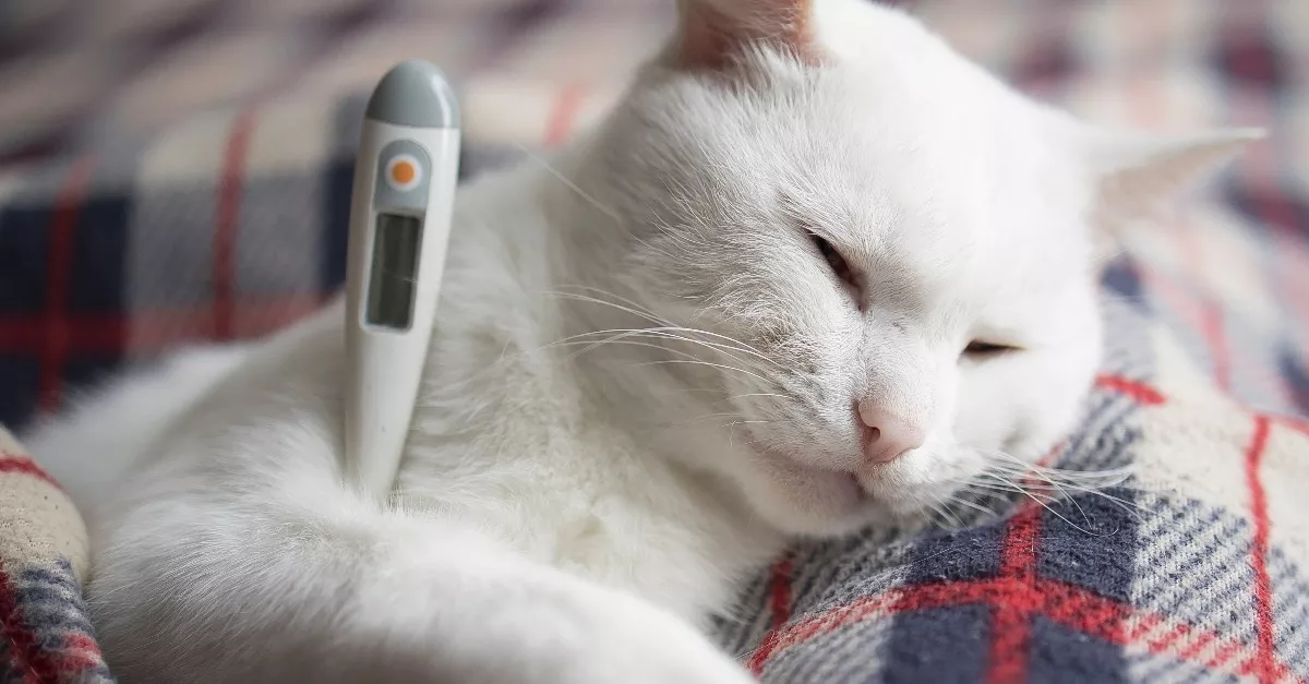 Gyanús csomót talált a macskája hasán a férfi: az igazságon a fél világ pusztul - Fotó