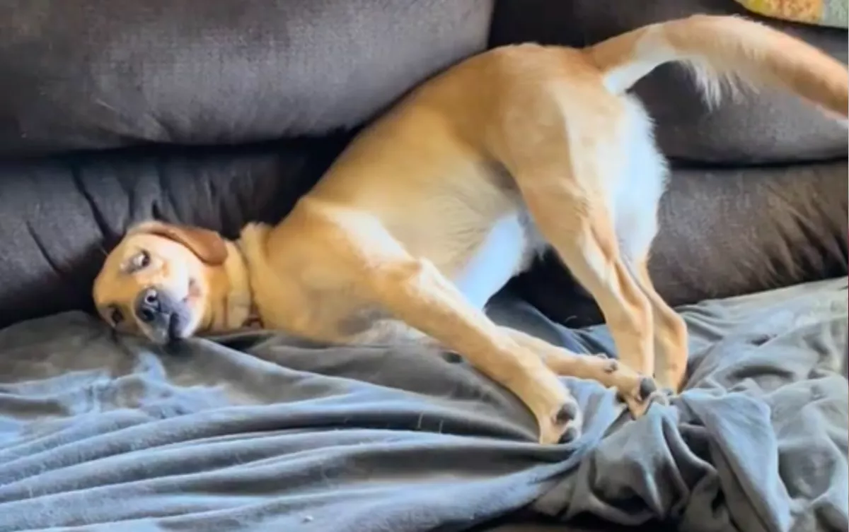 A fürdőkádban akart pihenni a nő: a kutyája tervei azonban könnyeket csalnak a világ szemébe - Videó