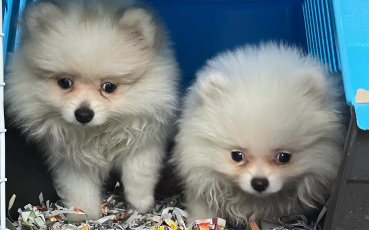 Szívszorító képek: 30 kölyökkutyát mentettek ki a vámosok egy autóból - Fotók 