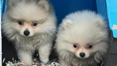 Szívszorító képek: 30 kölyökkutyát mentettek ki a vámosok egy autóból - Fotók 