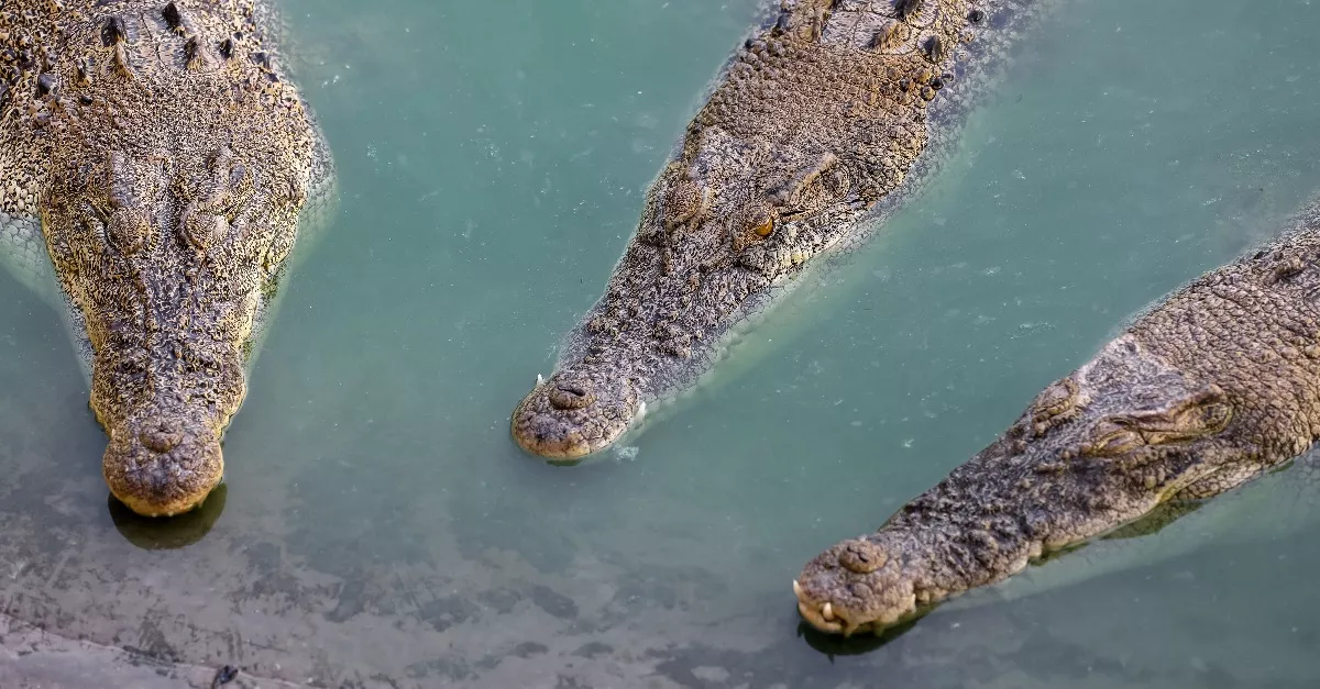 A krokodilok elé vetette a fiát az anya: döbbenetes, hogy miért