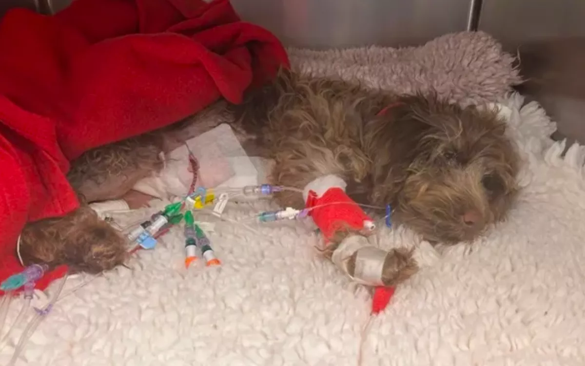 Tönkrement egy állatorvosi számla miatt egy idős házaspár: jelzálogot akarnak felvenni - Fotók