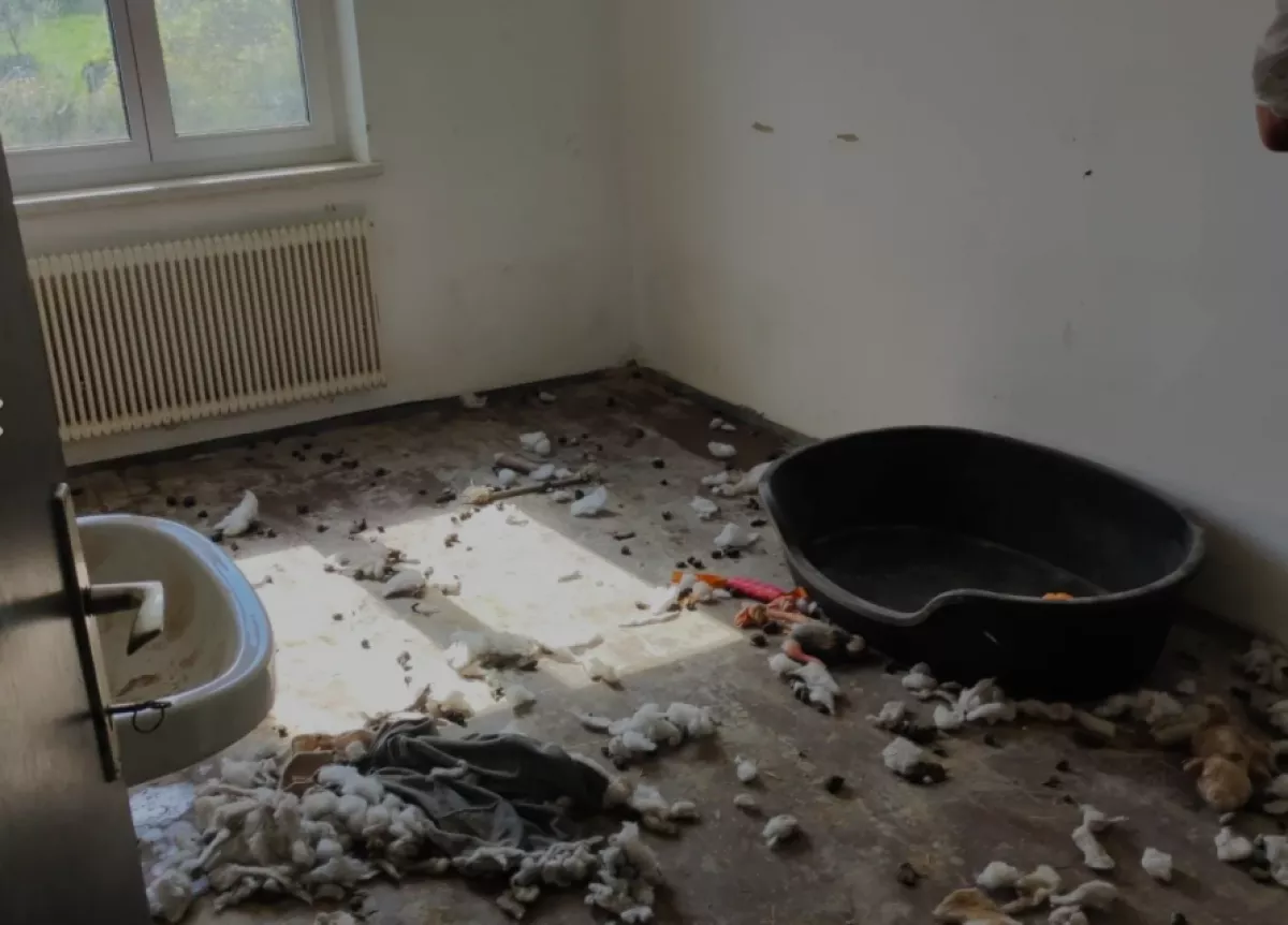 Kaja sehol, ürülék mindenütt: nyaralni ment a gazdi, otthon hagyta a kutyáit meghalni - Fotók