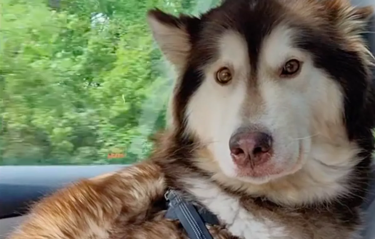 Hat napra vált külön a kutyus és a gazdija: ami történt, amikor újra találkoztak, arra nem számítottak - Videó