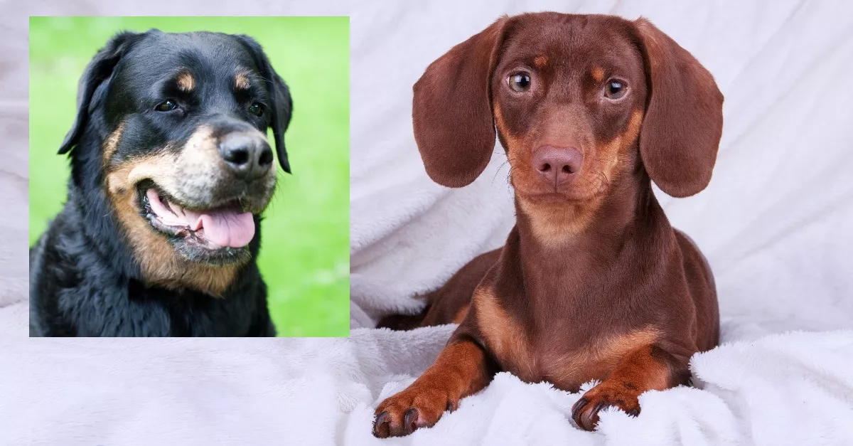 Rottweiler és tacskó a szülők: a kölykük milliókat gyönyörködtet meg - Videó