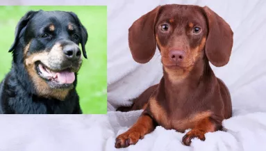 Rottweiler és tacskó a szülők: a kölykük milliókat gyönyörködtet meg - Videó