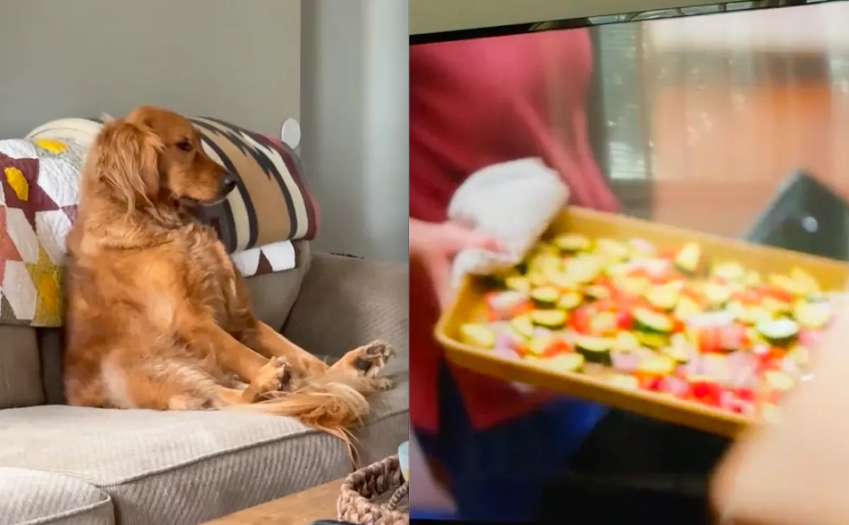 A tv előtt ül a golden retriever: amit néz, az kicsinálja a nevetőizmokat - Videó