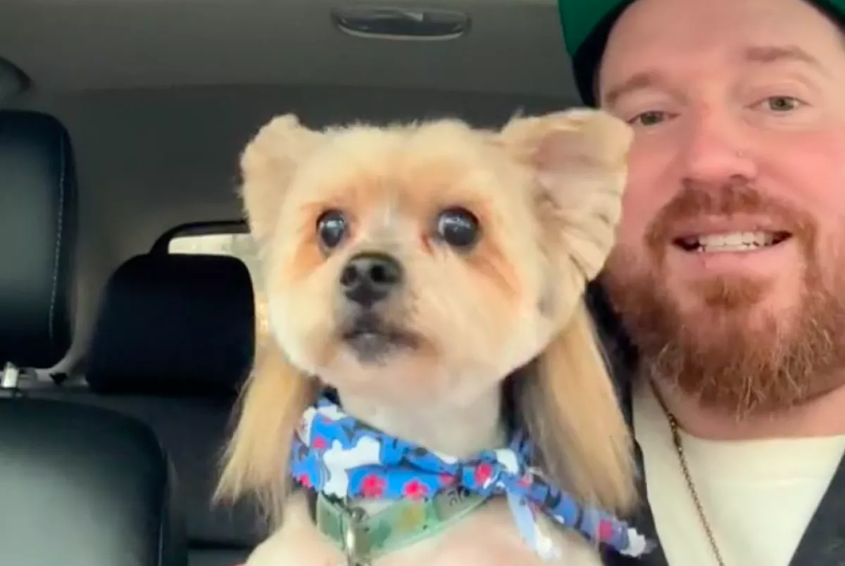 Bundesliga-frizurát vágtak a yorkie-nak: szem nem marad szárazon a látványtól - Videó