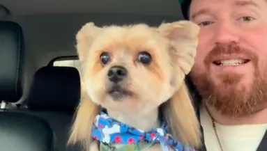 Bundesliga-frizurát vágtak a yorkie-nak: szem nem marad szárazon a látványtól - Videó