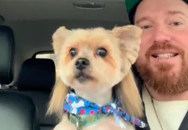 Bundesliga-frizurát vágtak a yorkie-nak: szem nem marad szárazon a látványtól - Videó