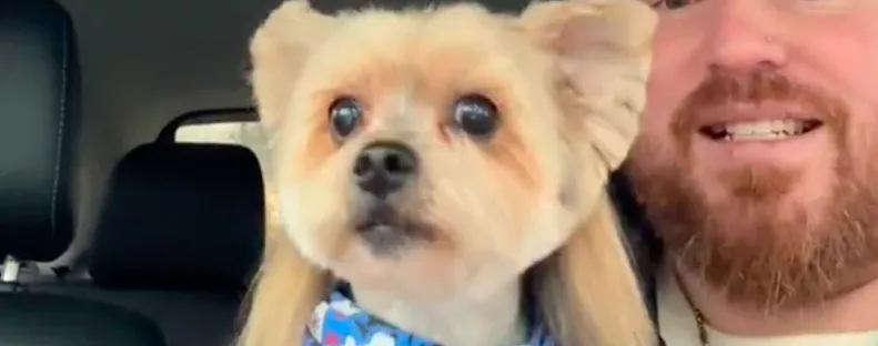 Bundesliga-frizurát vágtak a yorkie-nak: szem nem marad szárazon a látványtól - Videó