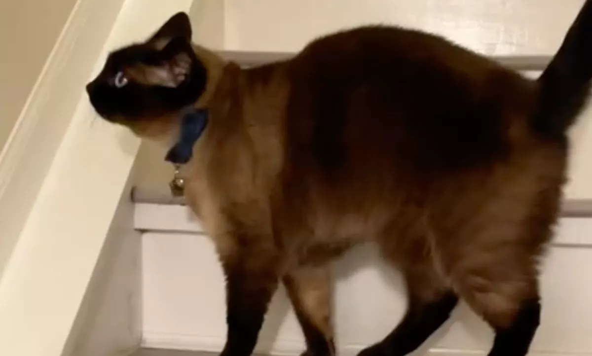 Nem értették a gazdik, miért bámulja a macska folyton a falakat: aztán kiderült az igazság - Videó