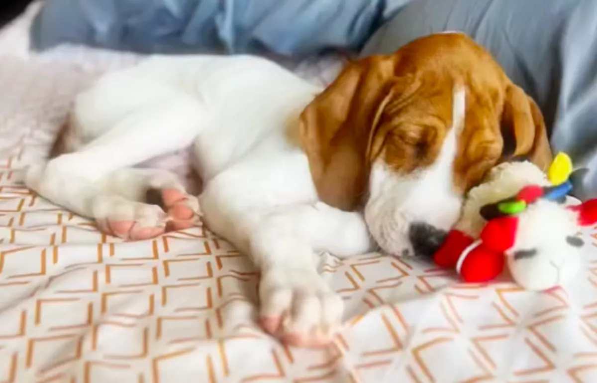 Szomorúan vitte elaltatni a lány a kutyáját: amit egy év múlva megtudott, attól elállt a lélegzete - Videó