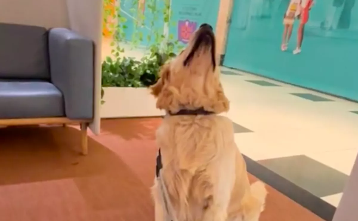 Amikor a golden retriever felnézett a plafonra, nem hitte el, ki van ott - Videó