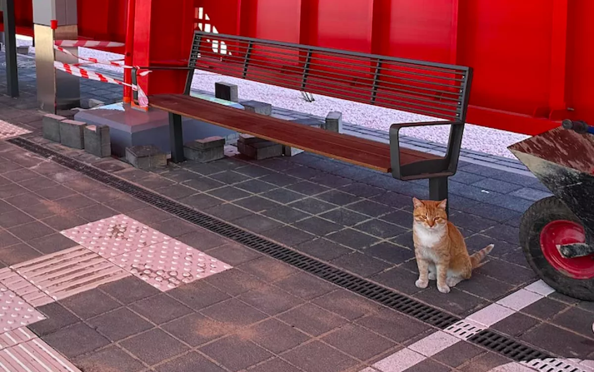 Amit ez a cica tesz a gazdáiért, arra nincsenek szavak - Fotók