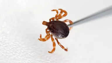 Két centisre is megnő: rohamosan terjed "horrorkullancs" - Fotók