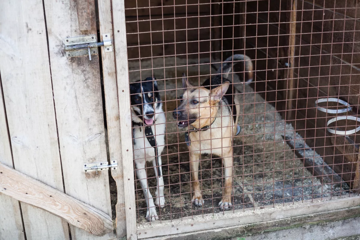 Egy menhelyi kutyát fogadott örökbe a férfi: az eb másnap csodát tett - Fotó