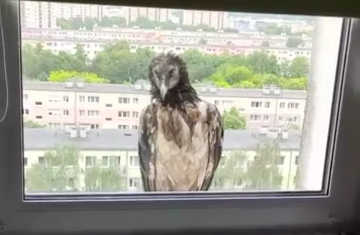 Lefagyott a férfi, amikor kinézett az ablakon és ezt látta - Videó