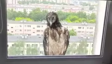 Lefagyott a férfi, amikor kinézett az ablakon és ezt látta - Videó