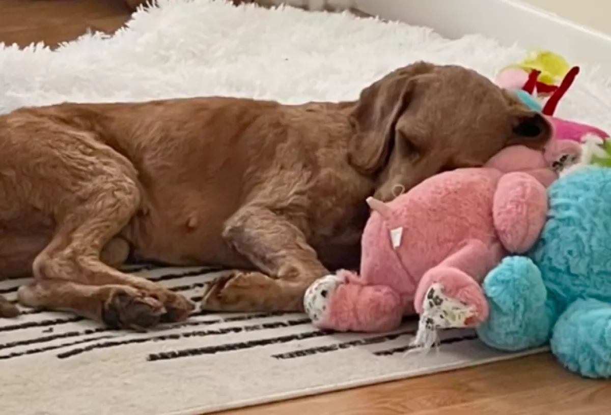 Egy szaporítótól mentették meg a kutyát: ennyit változott, amióta megtapasztalta a szeretetet - Videó