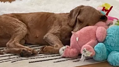 Egy szaporítótól mentették meg a kutyát: ennyit változott, amióta megtapasztalta a szeretetet - Videó