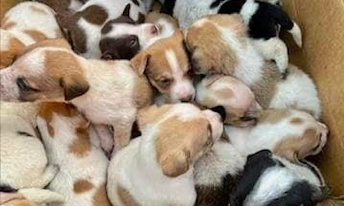 Nem hittek az állatvédők a szemüknek, amikor belenéztek ebbe a dobozba - Fotók