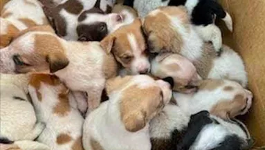 Nem hittek az állatvédők a szemüknek, amikor belenéztek ebbe a dobozba - Fotók