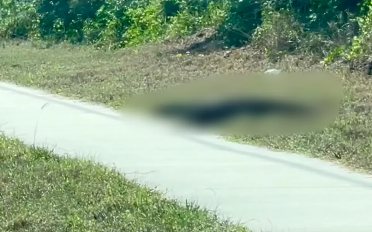 Azt hitte a nő, egy aligátor kúszik át előtte az úton: az igazság megdöbbentette - Videó